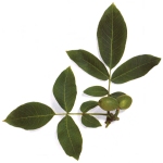 Parasite cleanse ingredients - Green Hull Black Walnut