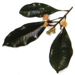 Parasite clealnse ingredients - Cloves