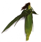 InnerClarity colon cleanse herb - cornsilk