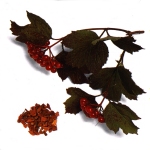 Natural remedy - Cramp Bark