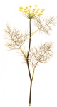 Colon cleanser herb - fennel seed
