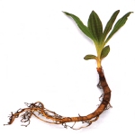 Parasite cleanser herbs - Gentian Root