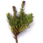 Parasite Cleanse herb - Hyssop