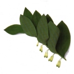 Antioxidant King Solomon Seal - herb used in Inner Clarity colon cleanser