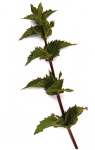 Digestive aid herb - peppermint leaf