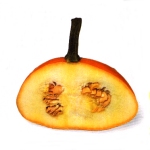 Parasite cleanse ingredients - Pumpkin Seed