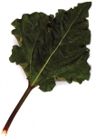 Colon cleansing  herb - rhubarb root